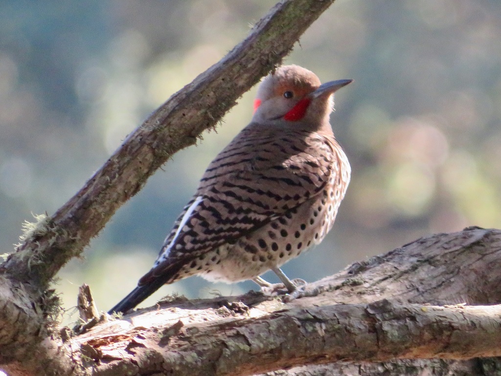 Northern Flicker reference