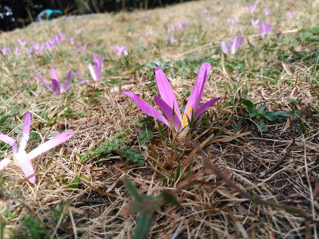 False Meadow Saffron reference
