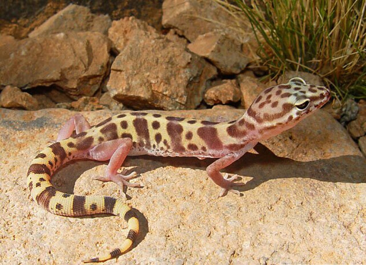 Western Banded Gecko reference