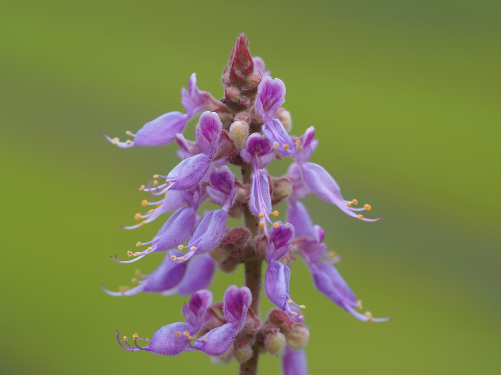 Indian Borage reference