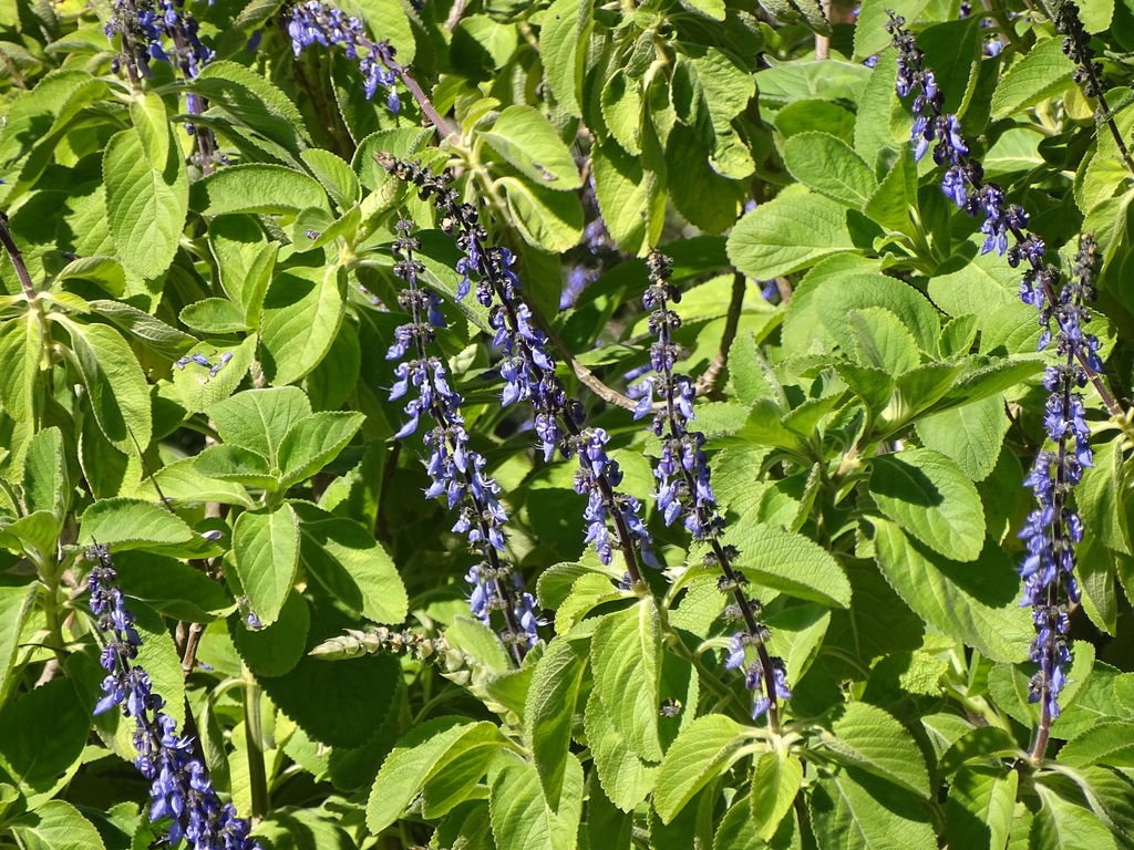 Woolly Plectranthus reference