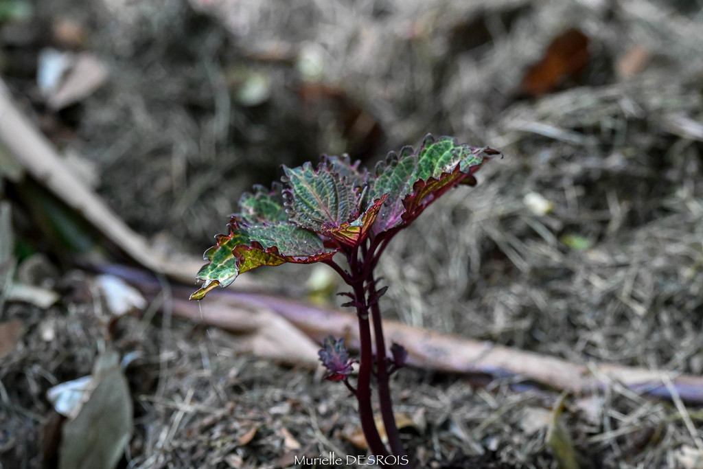 Coleus reference