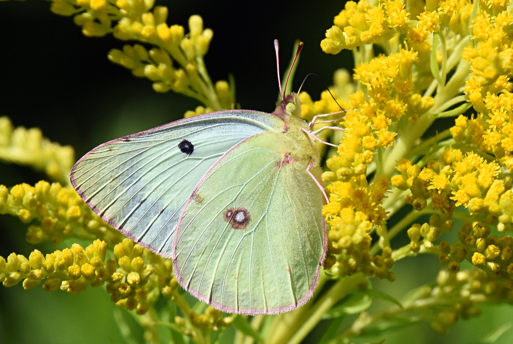 Clouded Sulphur reference