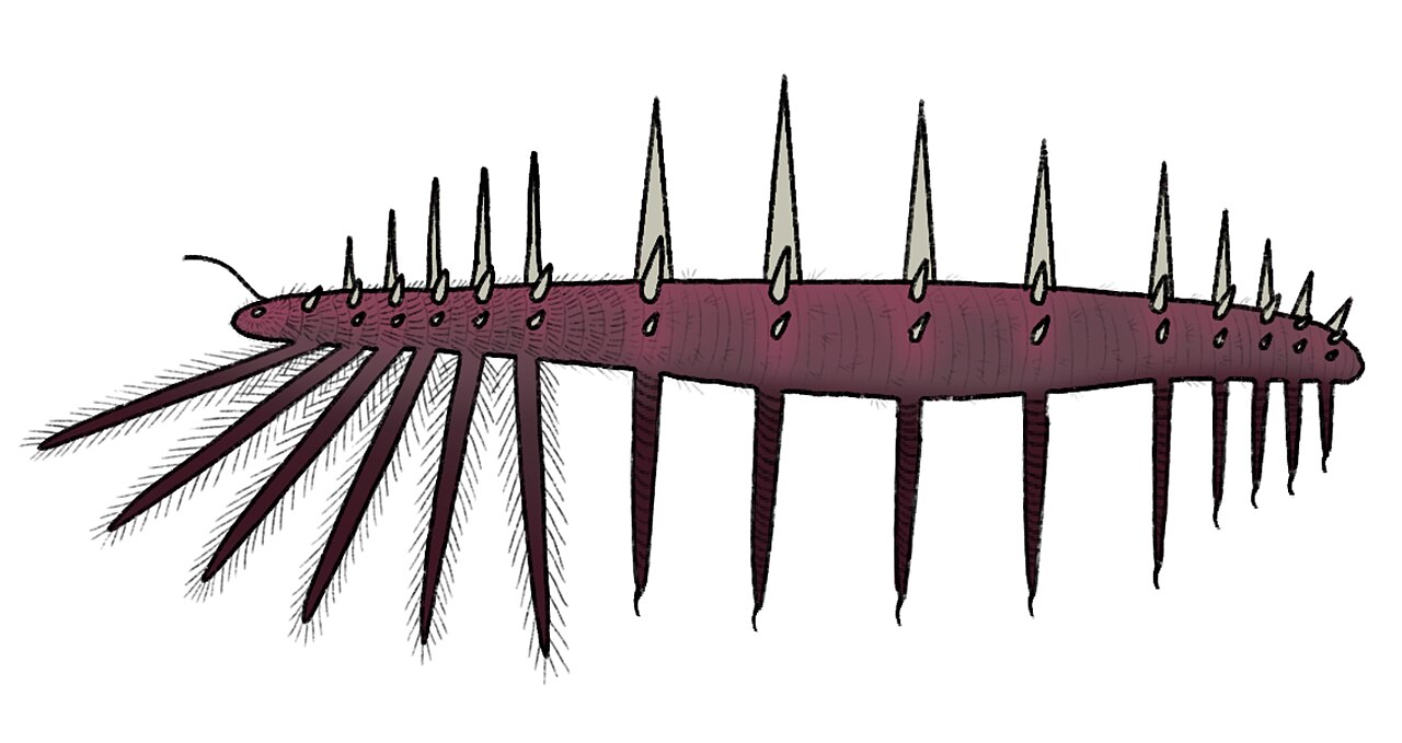 Collinsium ciliosum reference