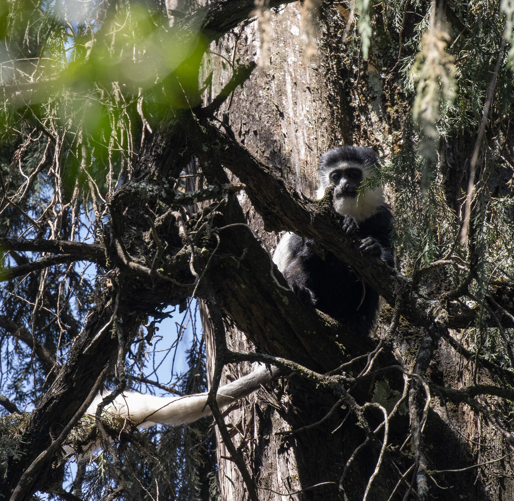 Mantled Guereza reference