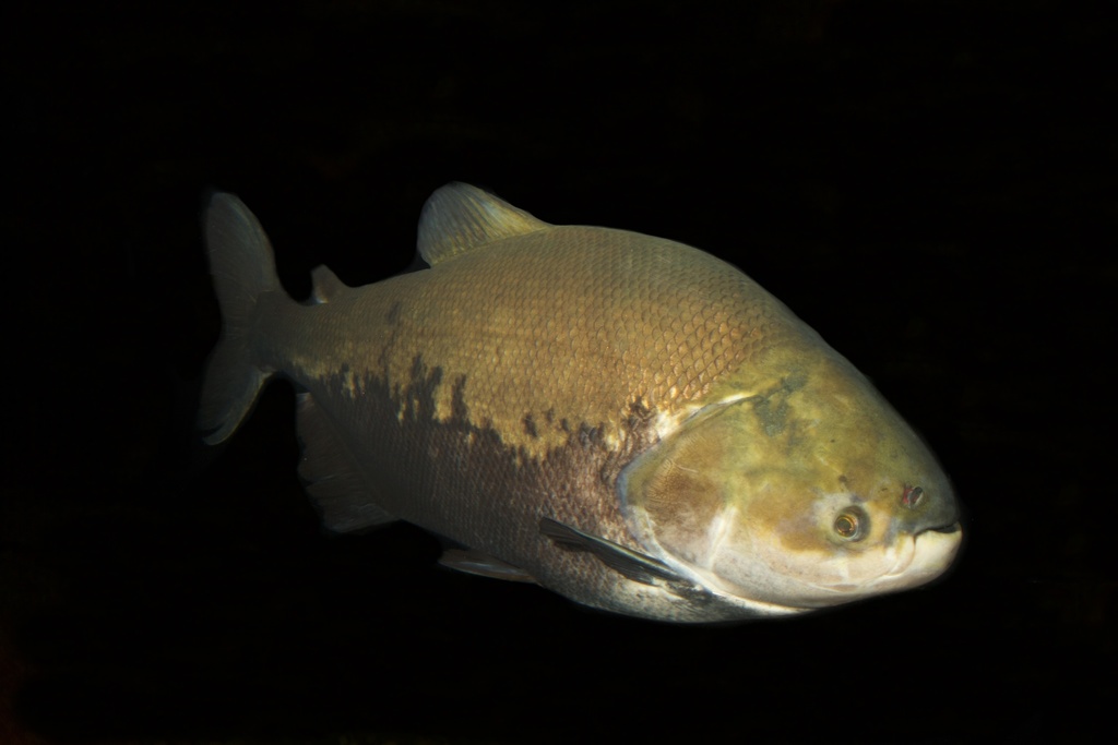 Tambaqui reference