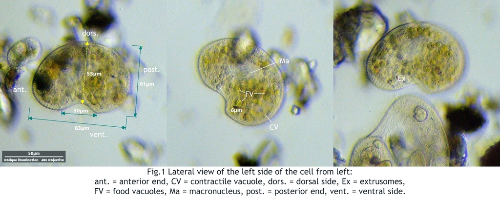 Colpoda cucullus reference