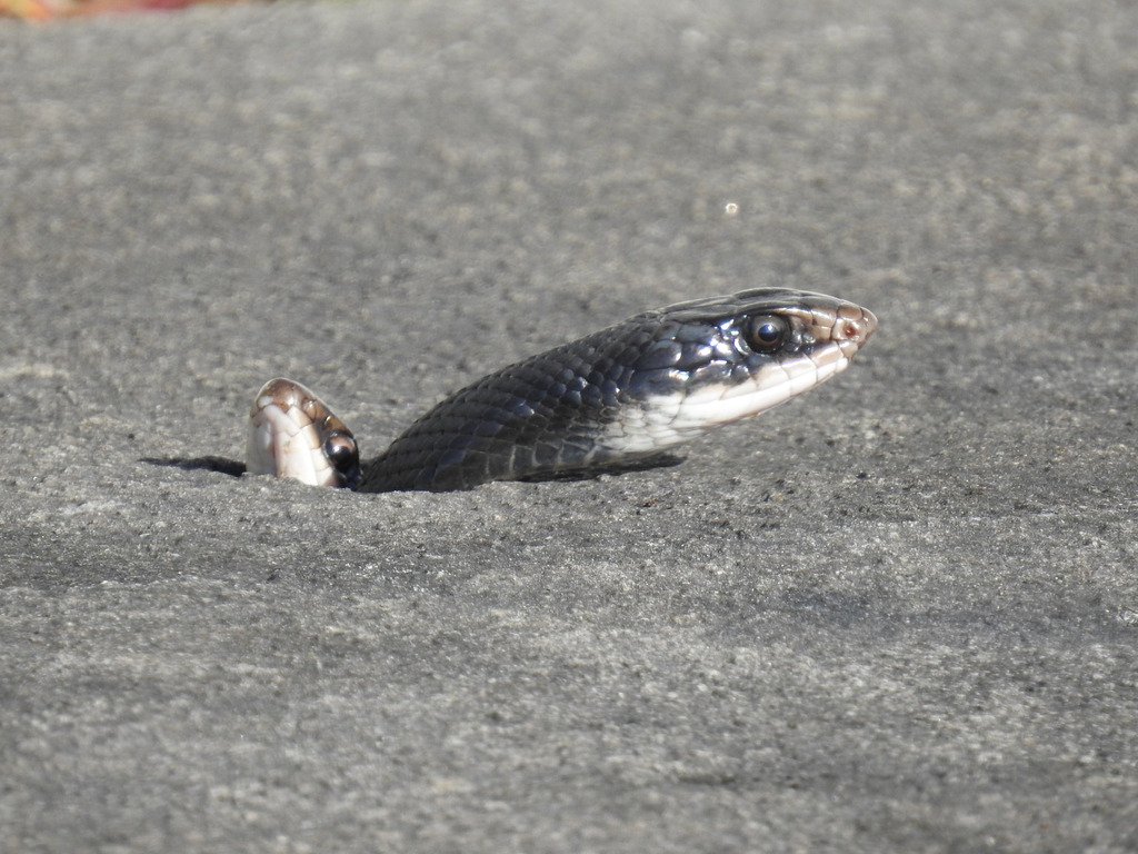 Coluber constrictor priapus reference