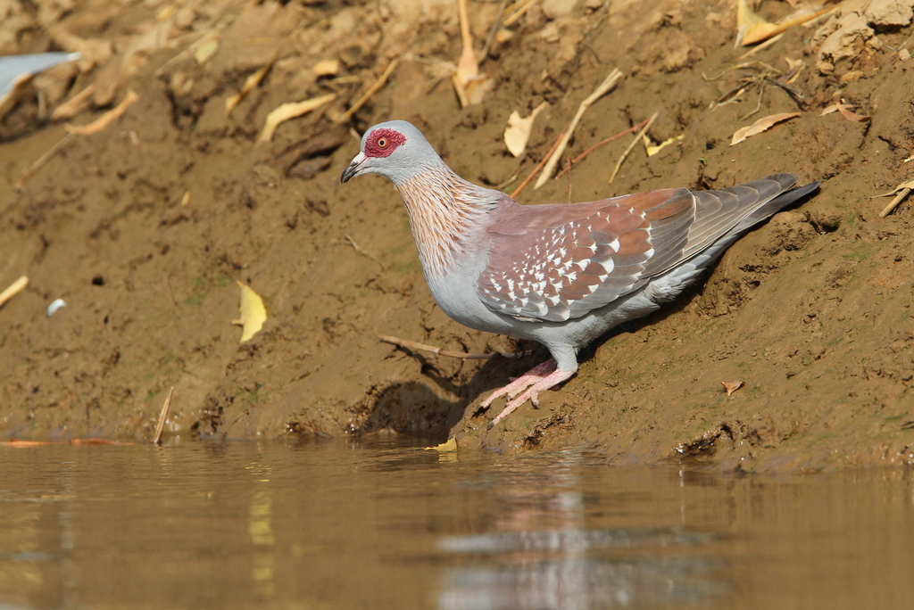 Speckled Pigeon reference