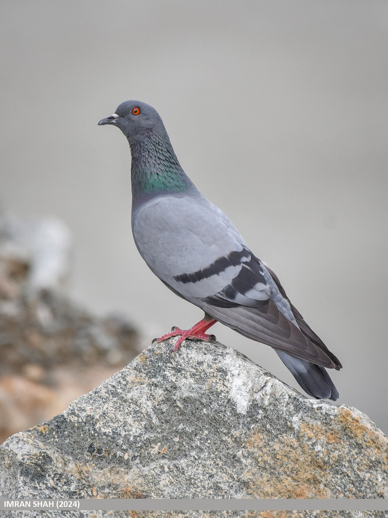 Columba livia reference