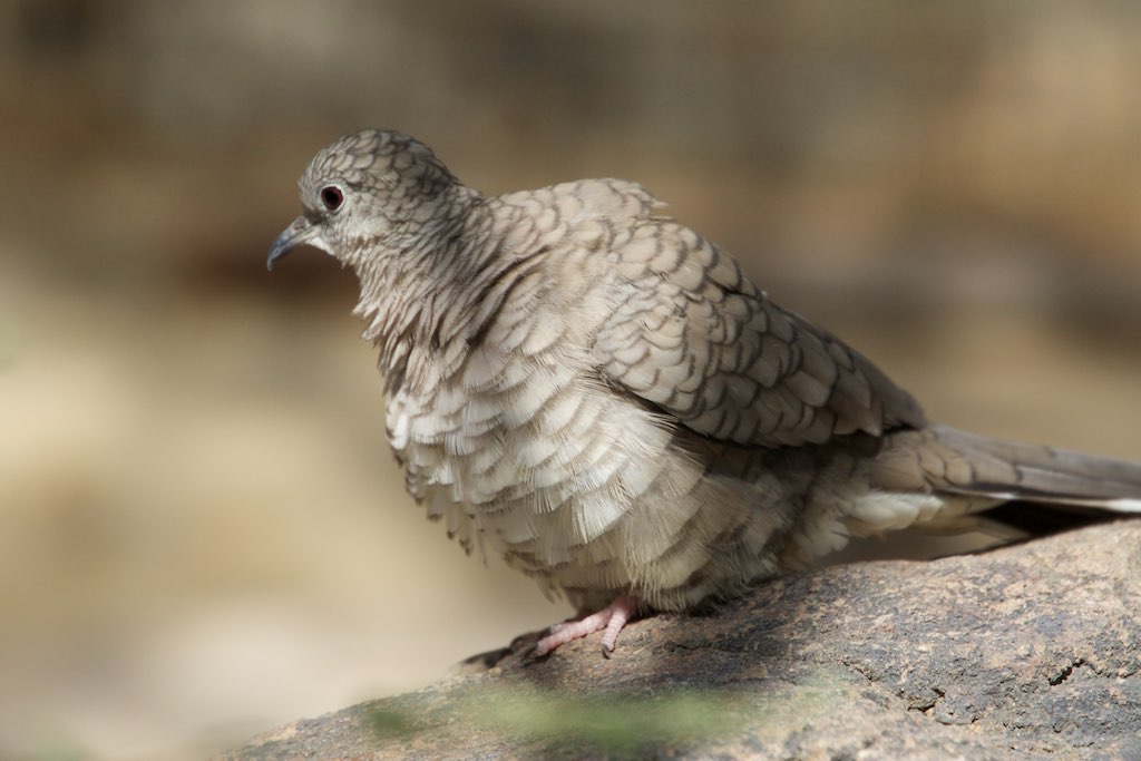 Inca Dove reference