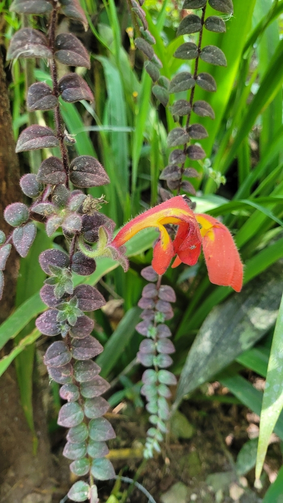 Columnea gloriosa reference
