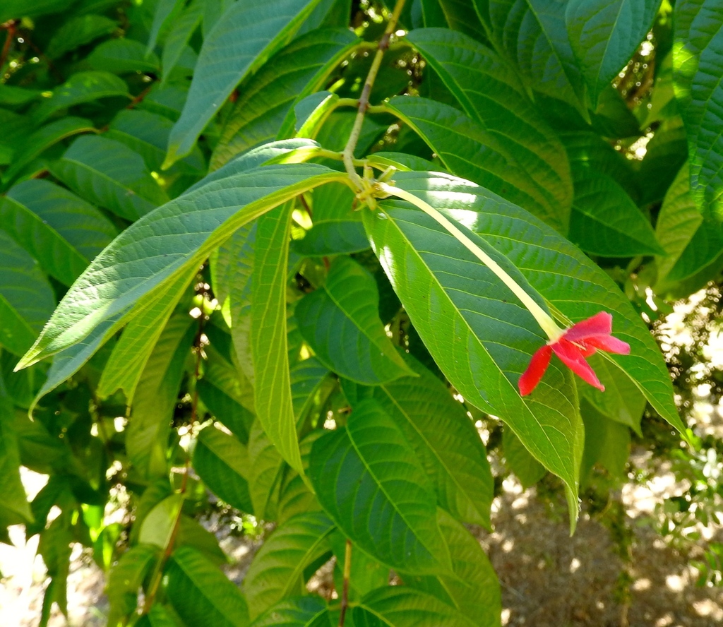 Rangoon Creeper reference