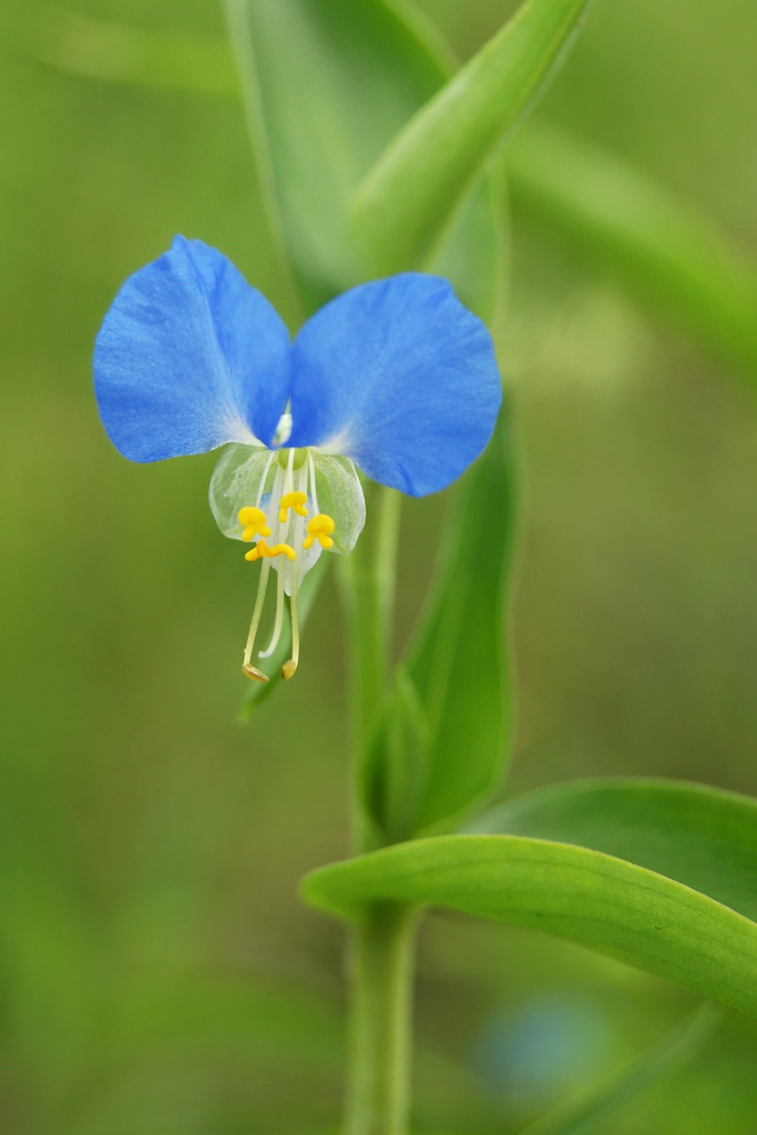 Asiatic dayflower reference