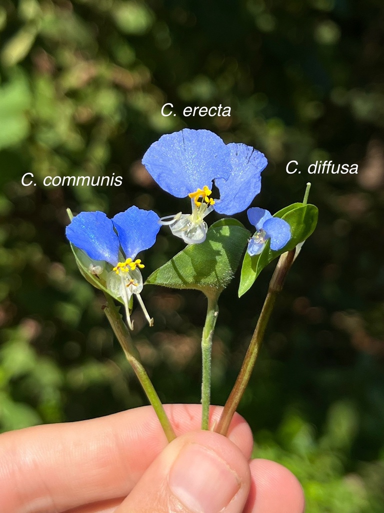 Scrambling Dayflower reference