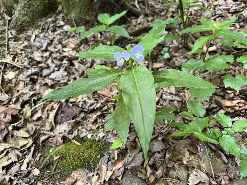 Virginia Dayflower reference