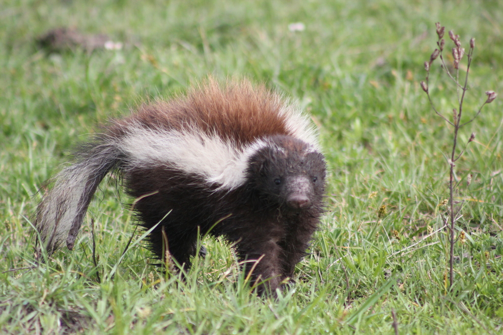 Molina's Hog-nosed Skunk reference