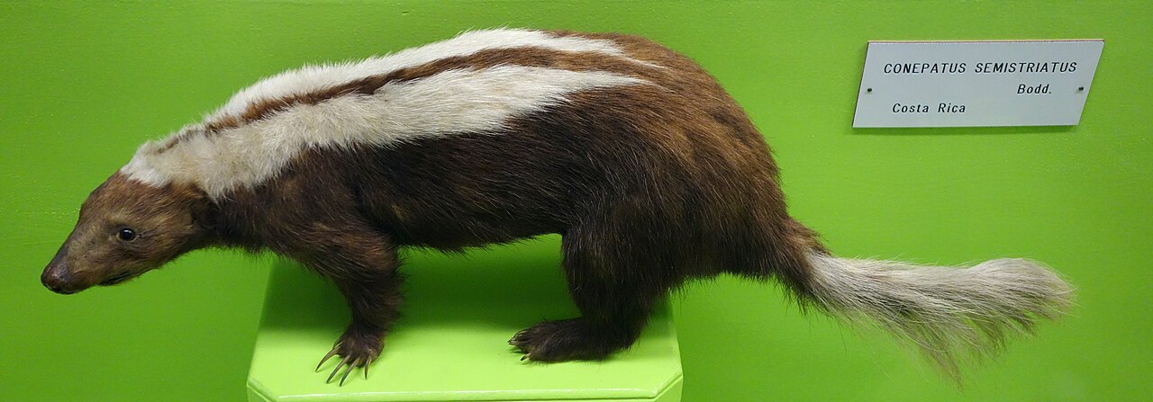 Striped Hog-nosed Skunk reference