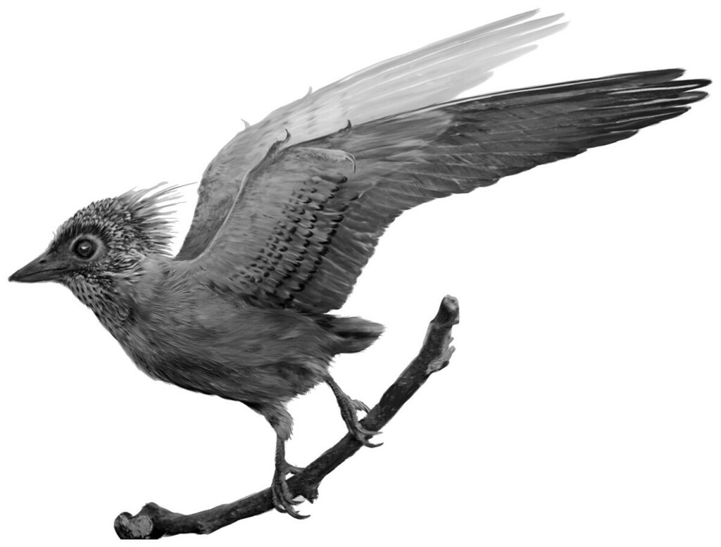Confucius' Bird reference