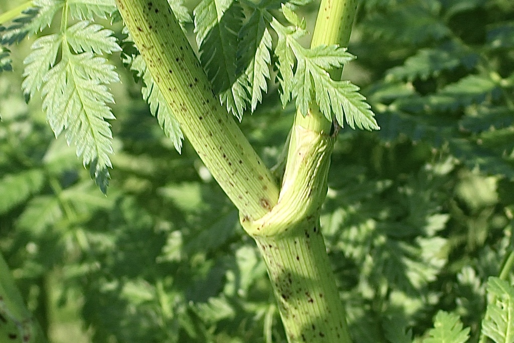Poison Hemlock reference