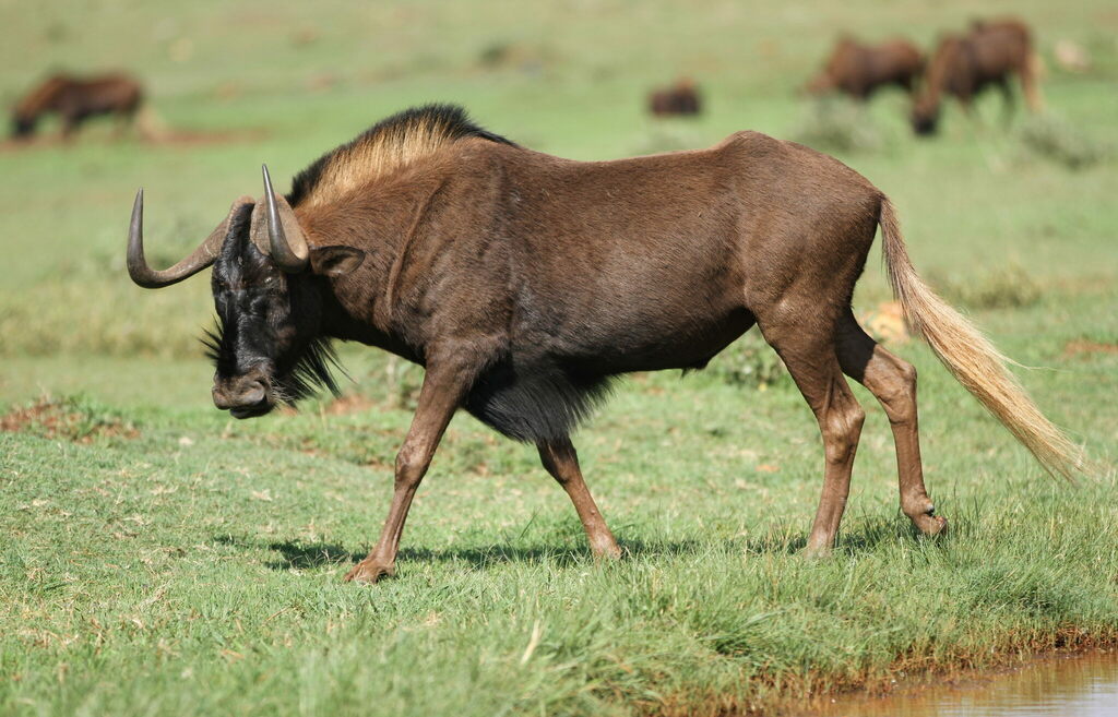 Black Wildebeest reference