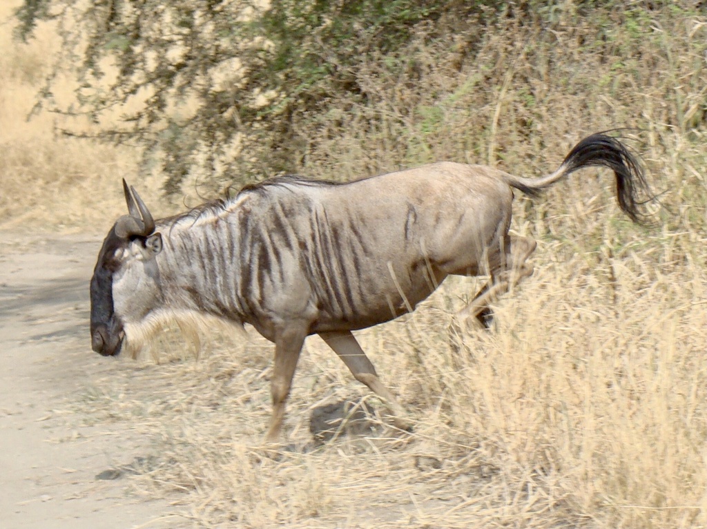 Eastern White-bearded Wildebeest