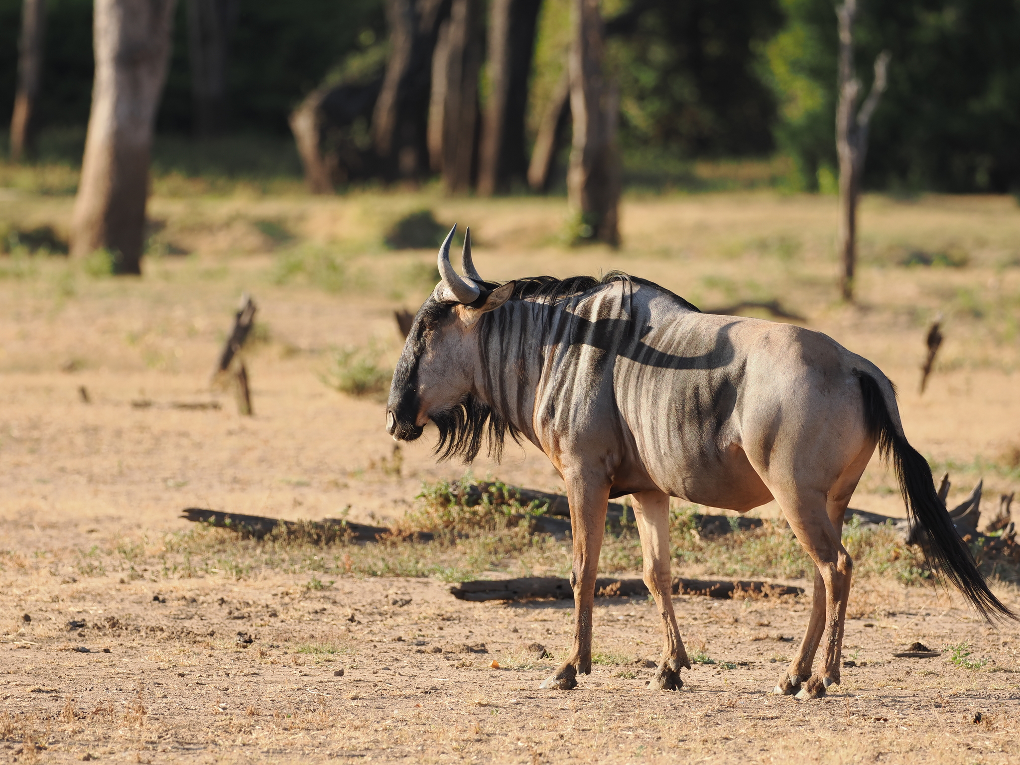 Cookson's Wildebeest reference