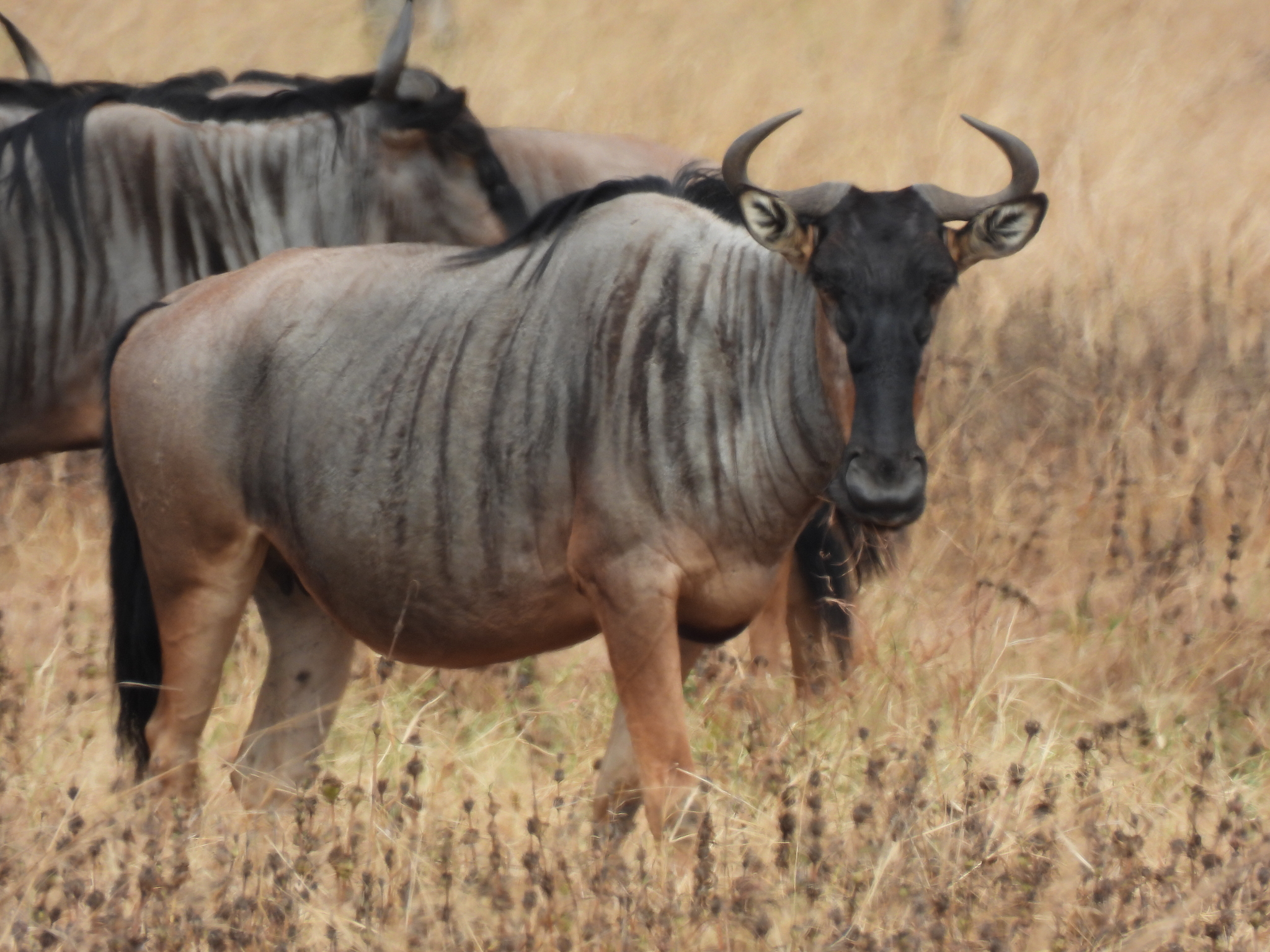 Nyassa Wildebeest