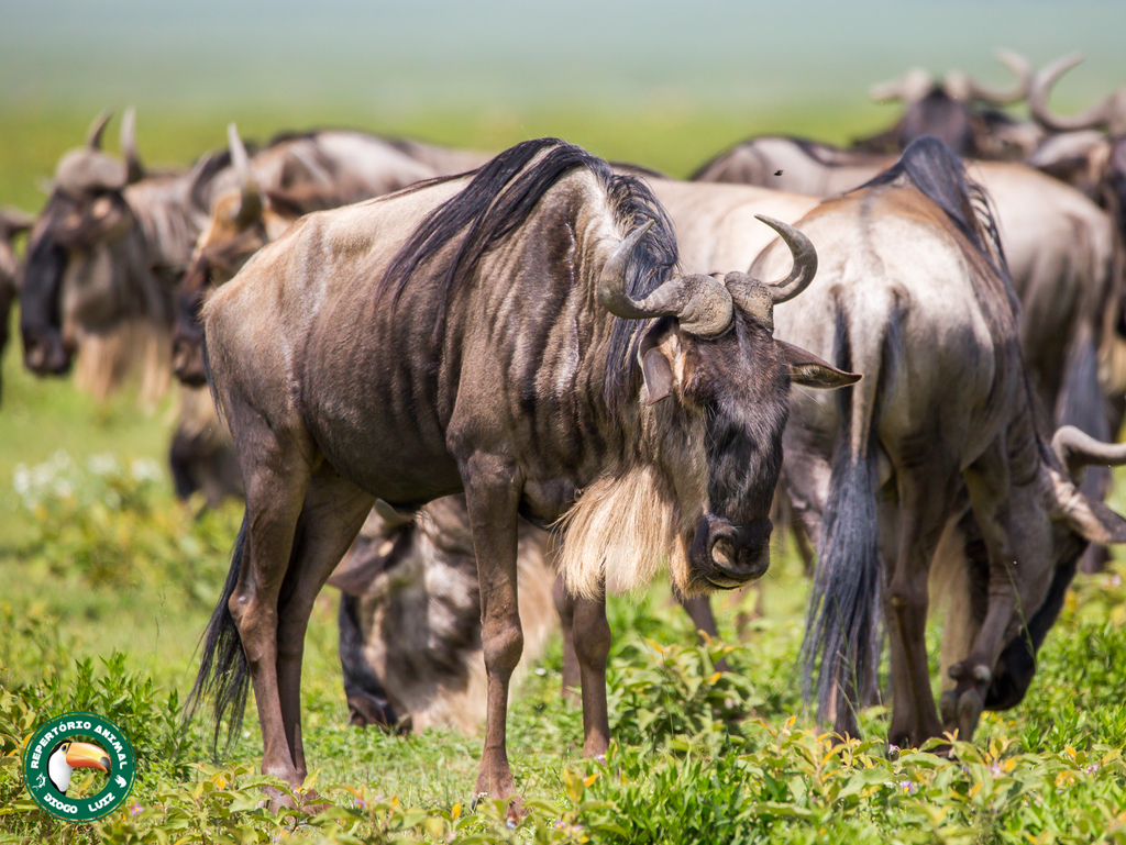 Western White-bearded Wildebeest reference