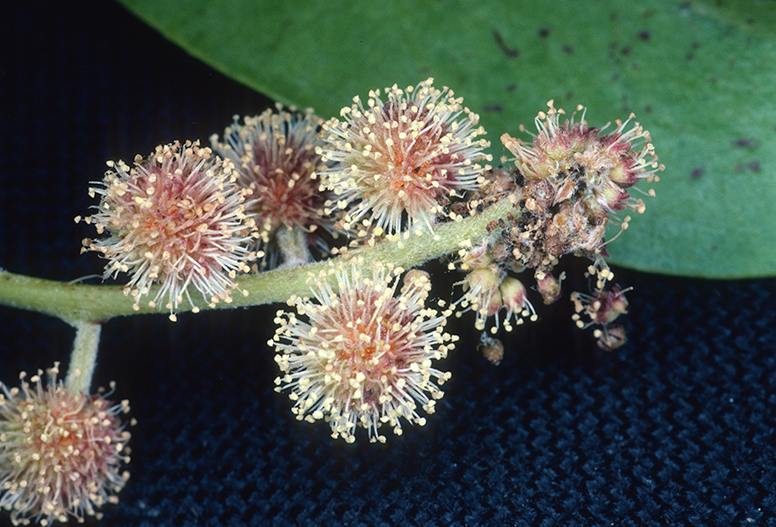 Green Buttonwood reference