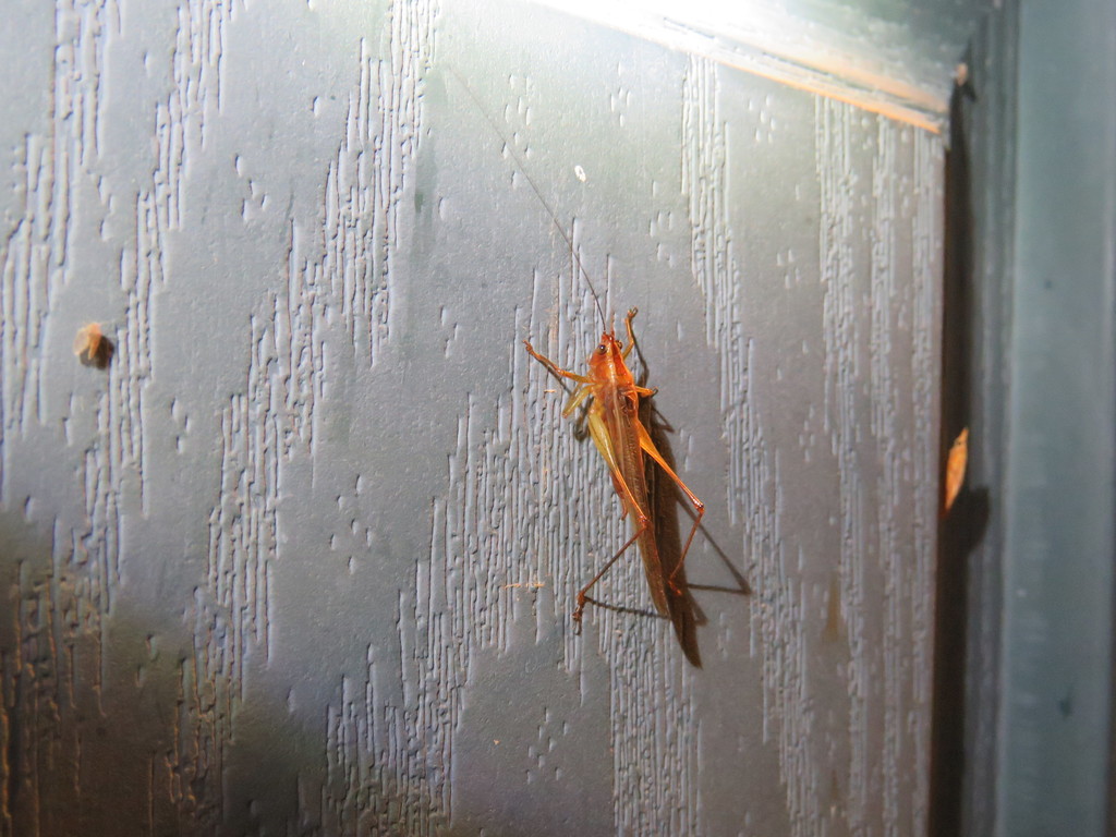 Long-tailed Meadow Katydid reference