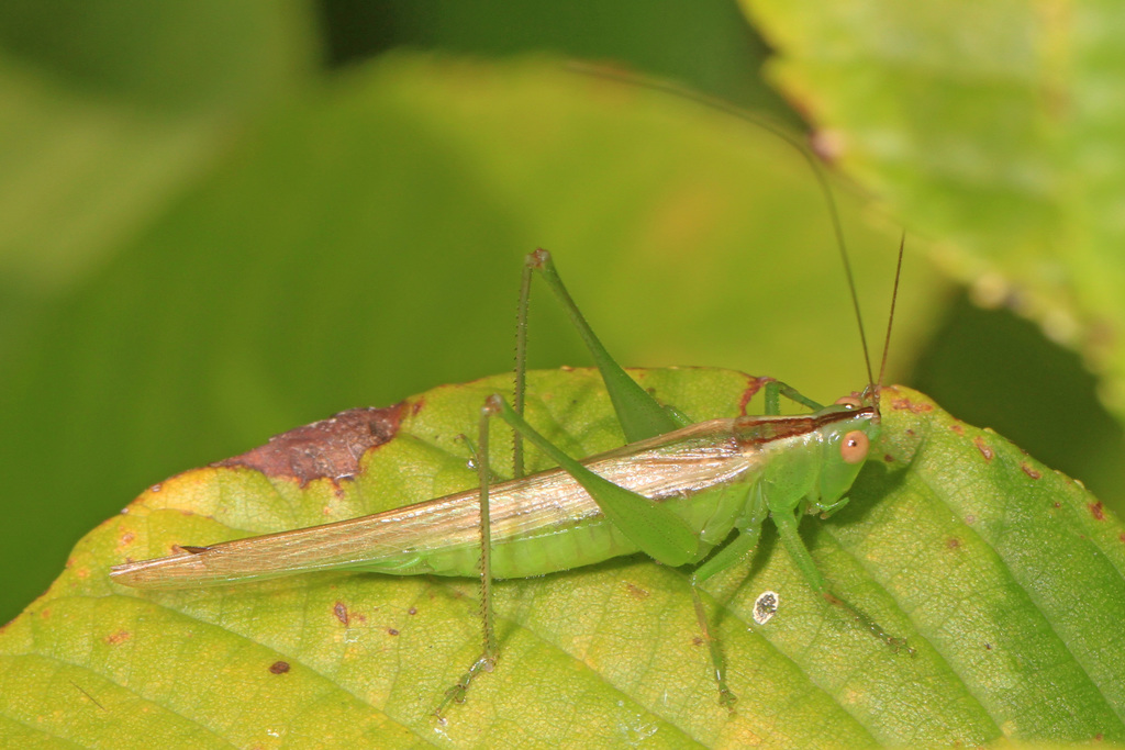 Slender Meadow Katydid reference