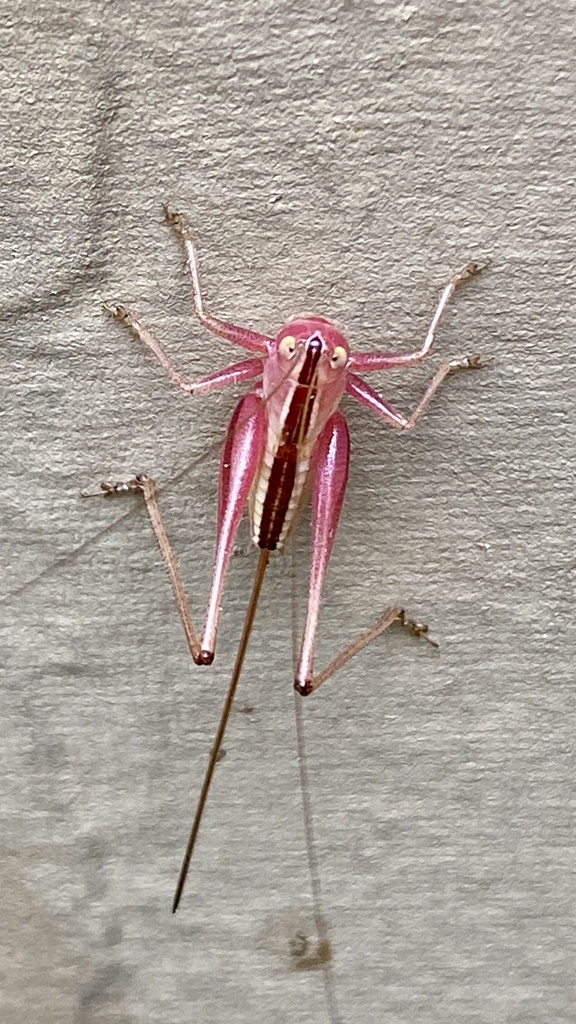 Straight-lanced Meadow Katydid reference