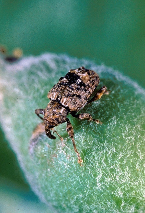 Plum Curculio reference