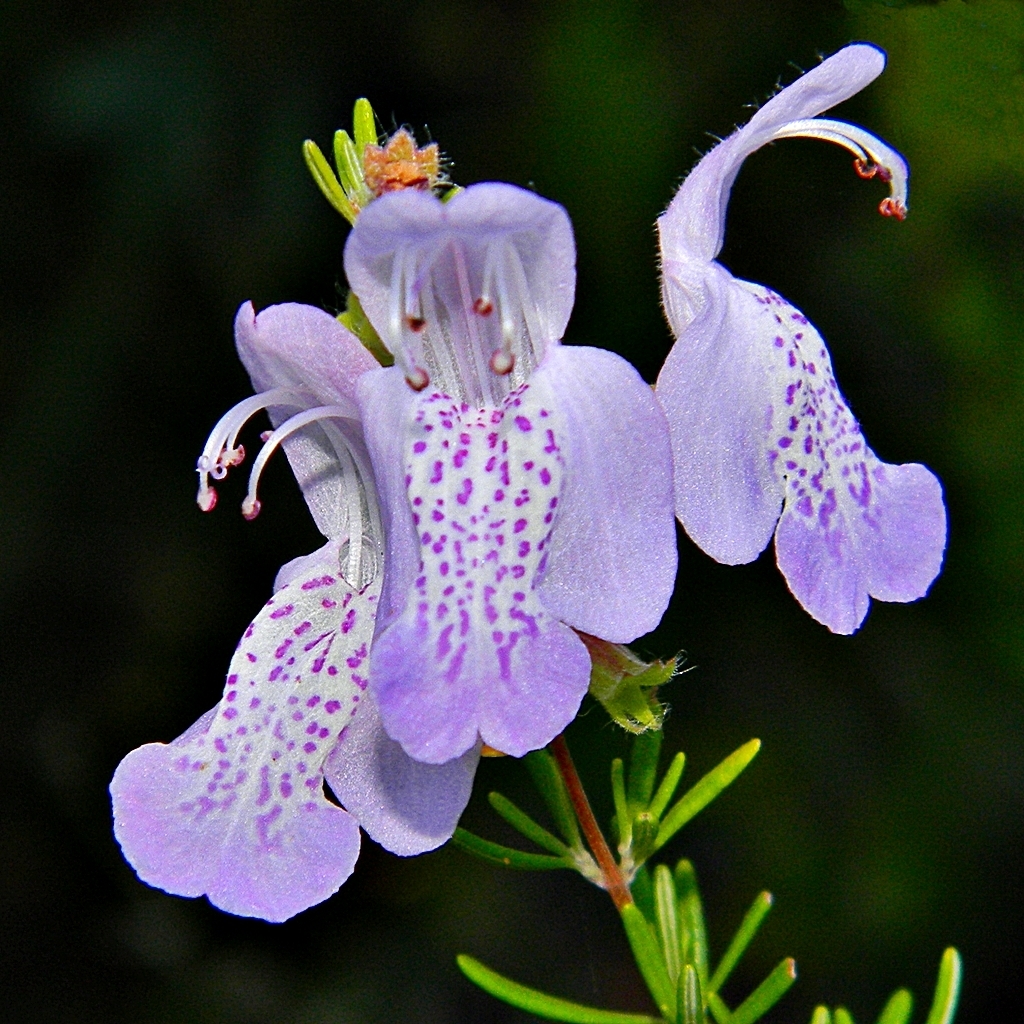 Largeflower False Rosemary reference