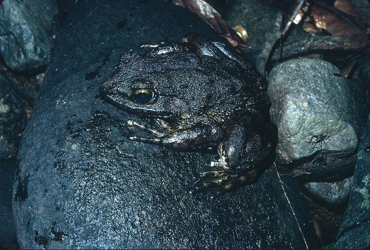 Goliath Frog reference