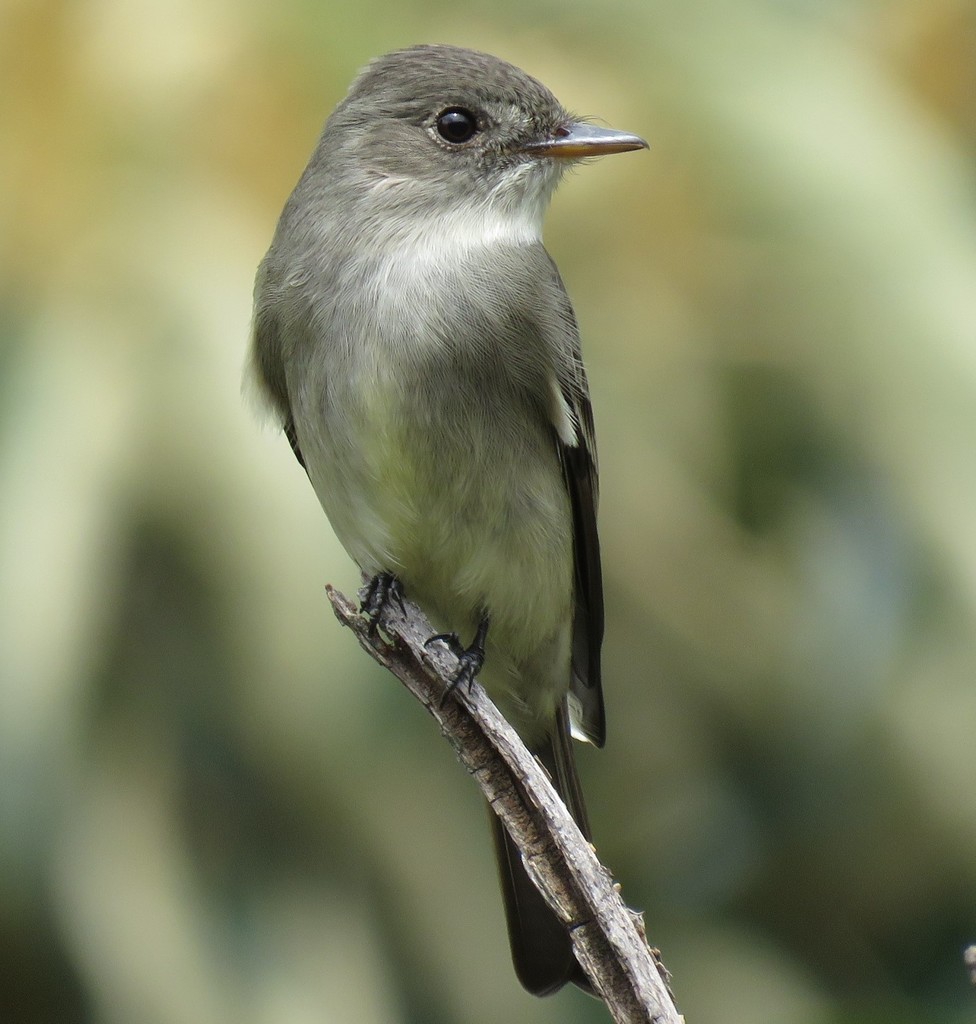 Eastern Wood-Pewee reference