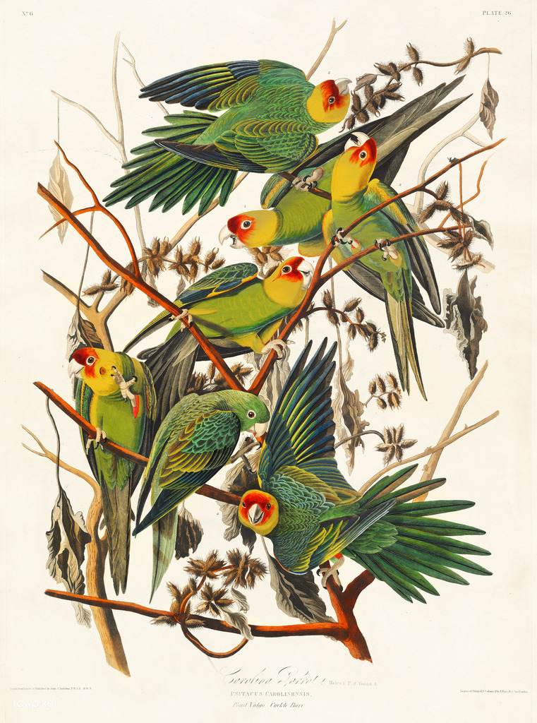 Carolina Parakeet reference