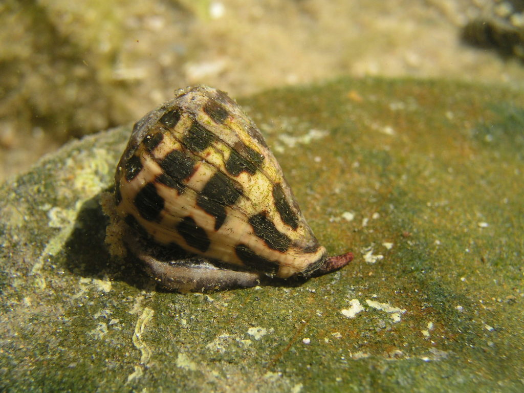 Black-and-white Cone Snail reference