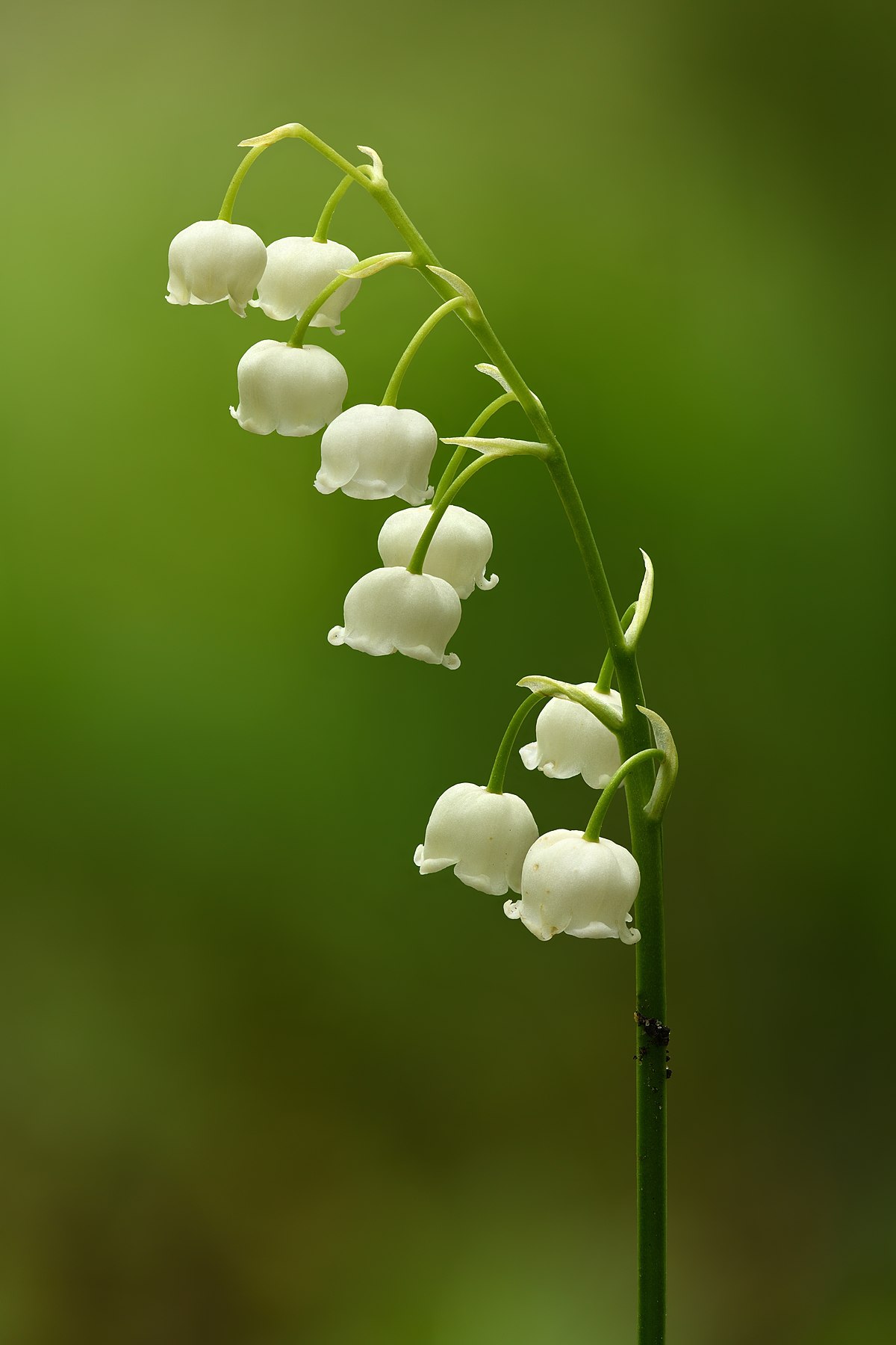 European lily of the valley reference