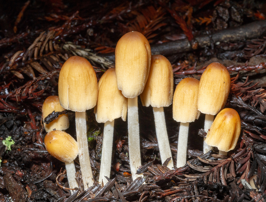mica cap reference