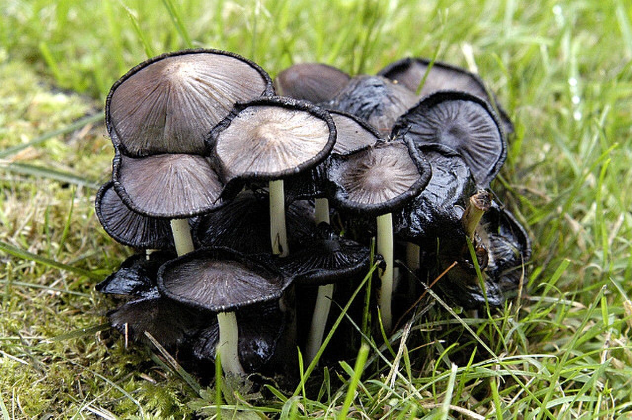 Common Ink Cap reference