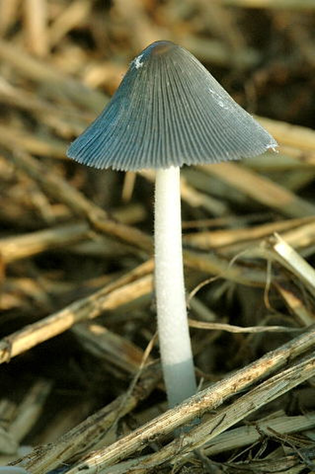 grey inkcap reference