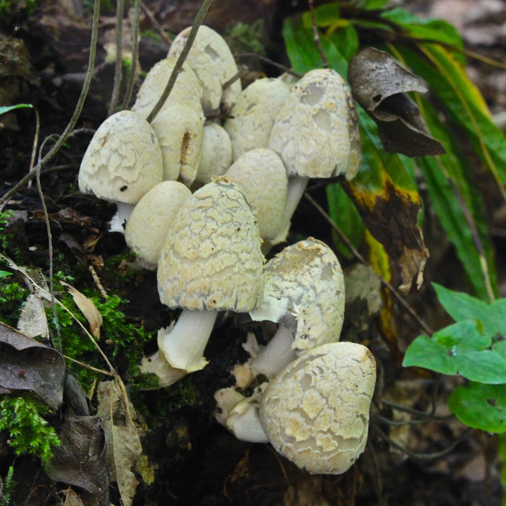 scaly ink cap reference