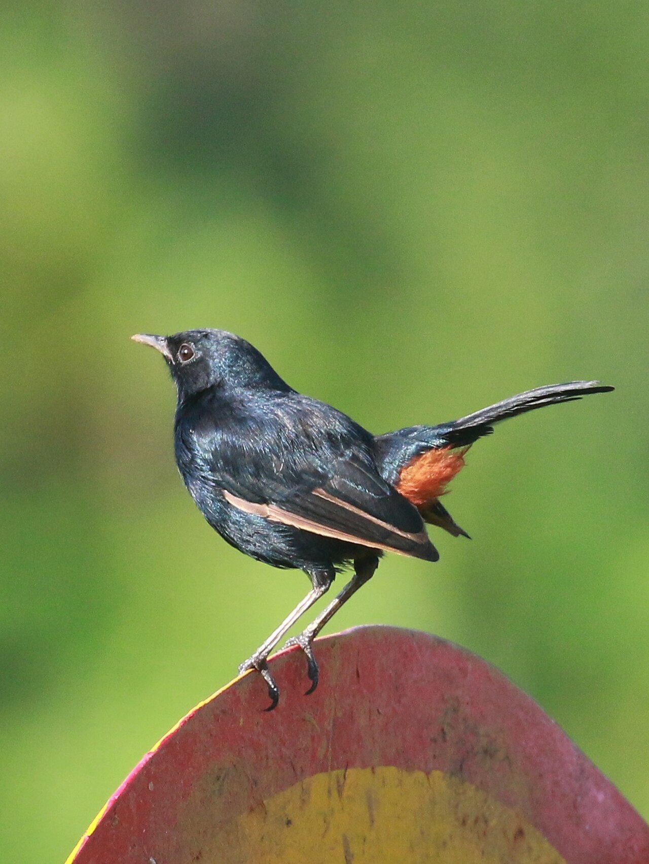 Indian Robin reference