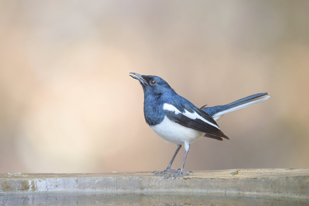 Oriental Magpie-Robin reference