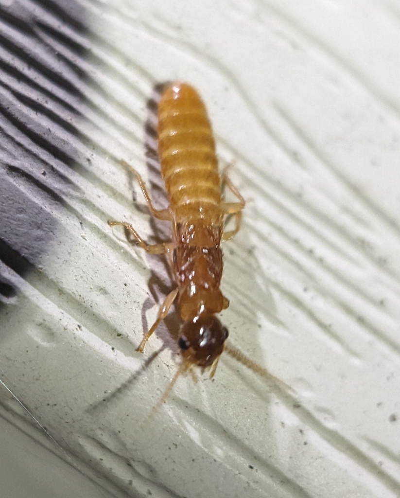 Formosan subterranean termite reference