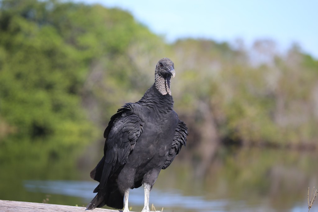 Black Vulture