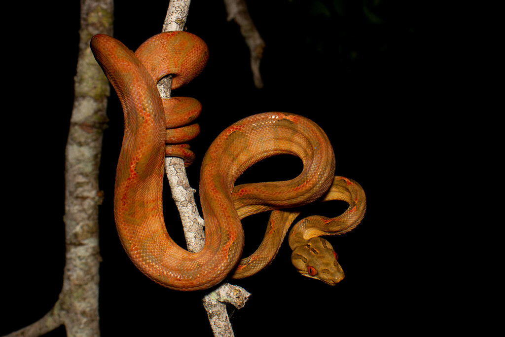 Garden Tree Boa reference