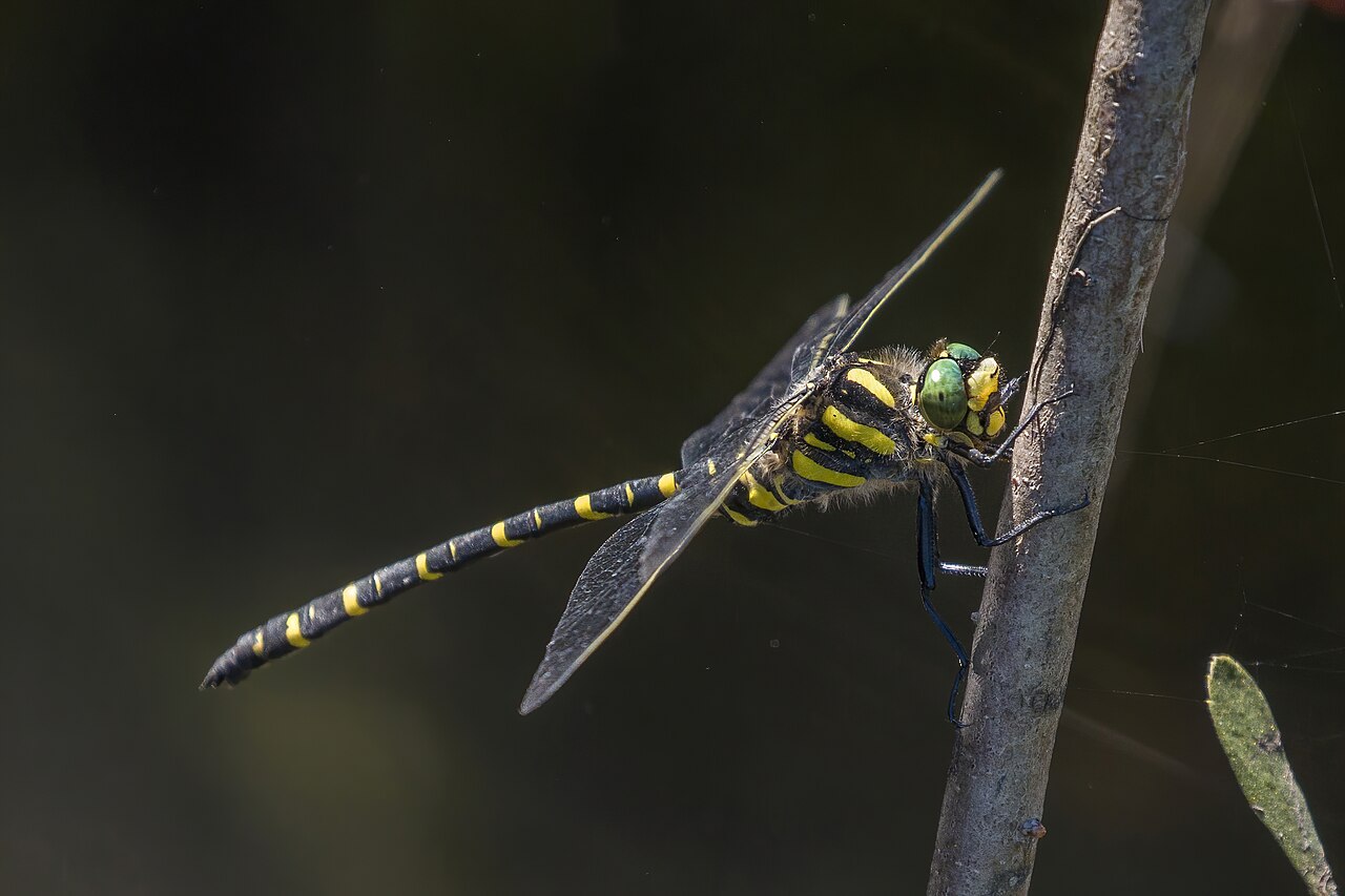 Golden-ringed Dragonfly reference